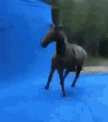Horse Death GIF