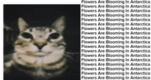 Flowers Are Blooming In Antartica GIF - Flowers Are Blooming In Antartica GIFs