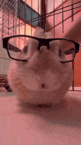 a small rabbit wearing glasses looks at the camera