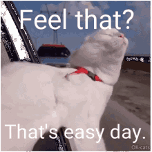 Easy Day GIF - Easy Day Cat GIFs