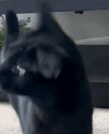 a close up of a black cat 's face with a blurred background