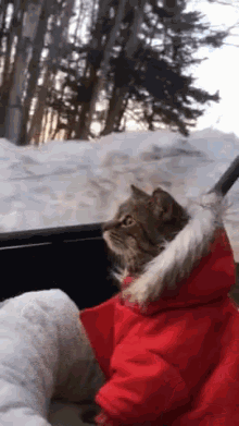 Going For A Ride GIF - Cats Funny Animals W Inter GIFs