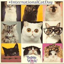 International Cat Day National Cat Day GIF