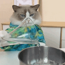 pouring some water puff meow chef that little puff adding some water