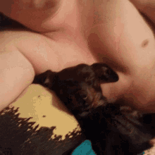 Naptime Wienerdog GIF - Naptime Wienerdog Sleepy GIFs