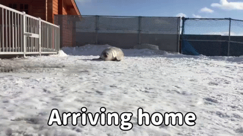 to arrive at home
