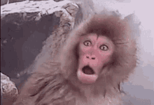 Surprise Monkey GIF - Surprise Monkey Surprised GIFs