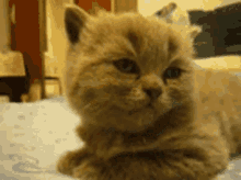 Tired Cat GIF - Tired Cat Exhausted GIFs