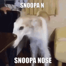 Big Snoopa Nose GIF - Big Snoopa Nose GIFs