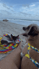 two dogs laying on a towel on a beach