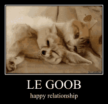 le goob fennec fox cat love happy relationship