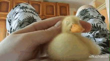 Duck GIF - Ducks Ducklings Cuddles GIFs