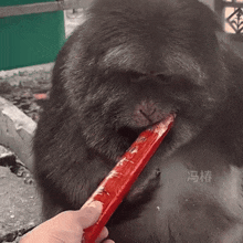 a monkey eating a red stick with chinese writing on the bottom