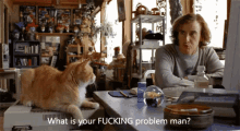 Cat Cats GIF - Cat Cats What Is Your Problem GIFs