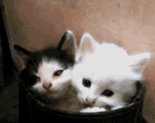 Kittens Kittens In Boot GIF - Kittens Kittens In Boot Cats GIFs