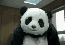 What Awkward GIF - What Awkward Panda GIFs