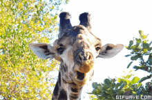 2 GIF - Giraffe Witchcraft GIFs