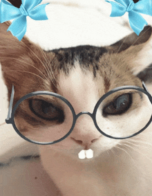 Funny Cat GIF - Funny Cat GIFs