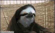 Qué Bien Eh Perezoso Sentado GIF - Sloth Serious GIFs