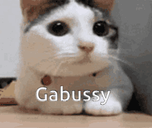 No Gabussy Gabussy GIF - No Gabussy Gabussy Gabussy Bad GIFs