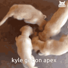 Kyle Apex GIF - Kyle Apex GIFs