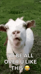 a white goat is making a funny face and says " i 'd be all over u like this "