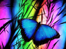 Butterfly GIF - Butterfly GIFs