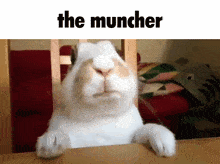 Rabbit Bunny GIF - Rabbit Bunny The Muncher GIFs