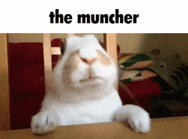 rabbit-bunny.gif