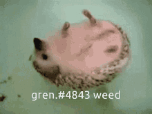 Weed Float GIF - Weed Float Porcupine GIFs