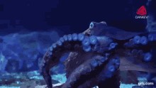 Octopus Sea Creature GIF