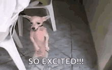 So Excited GIF - So Excited Im GIFs