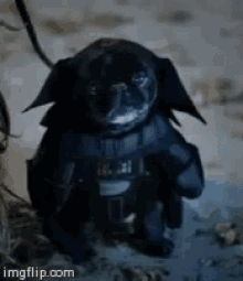 Darth Vader Pug GIF