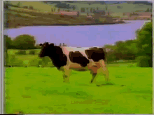 Colun Vaca GIF