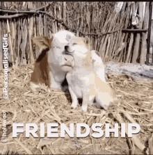 Frriendship Dog GIF - Frriendship Dog Cow GIFs