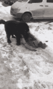 Big Cute Dog Play Time GIF - Big Cute Dog Play Time Snow GIFs