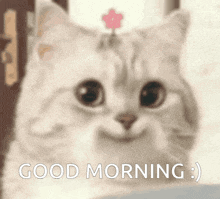 a cat with a flower on its head and the words `` good morning '' written below it .