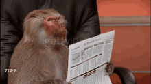 Baboon Newspaper GIF - Baboon Newspaper GIFs
