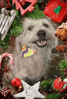 merry christmas dog