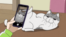 a person is taking a picture of a cat on their phone