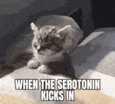 Serotonin Sleepy Cat GIF - Serotonin Sleepy Cat GIFs