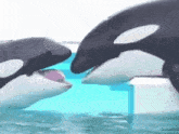 Orca Killer Whale GIF - Orca Killer Whale Orca Kiss GIFs