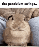 a rabbit is sitting on a person 's lap and looking at the camera with the words `` the pendulum swings . ''