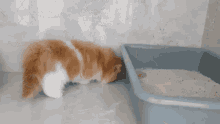 Dewarangga Cat GIF - Dewarangga Cat Kucing GIFs