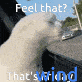 a picture of a cat with the words feel that that 's wind on the bottom