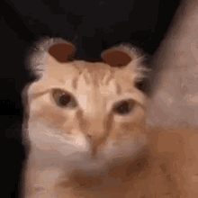 Discord Cat GIF - Discord Cat Cute Cat GIFs