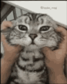 Cat Squish GIF - Cat Squish Face GIFs
