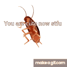 funny roach you are cute now stfu funny you are cute now stfu