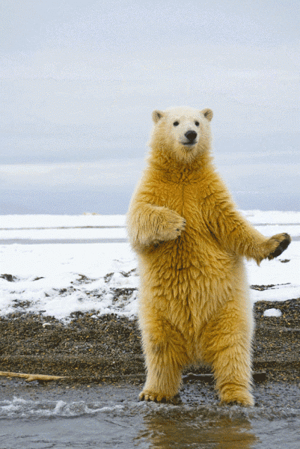 Polar Bear Not Cool' Sticker