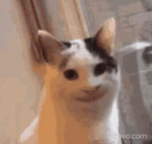 Cats Catsbeingassholes GIF - Cats Catsbeingassholes GIFs